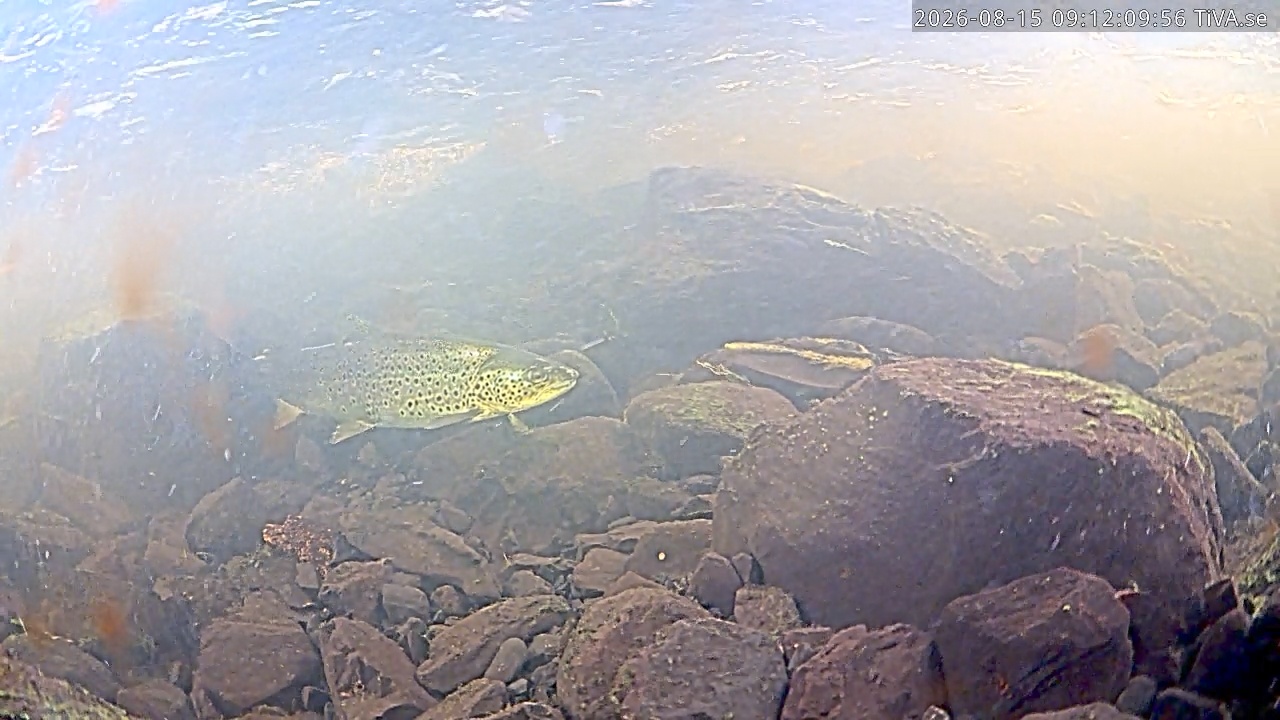 Video 2026-08-15 09:51