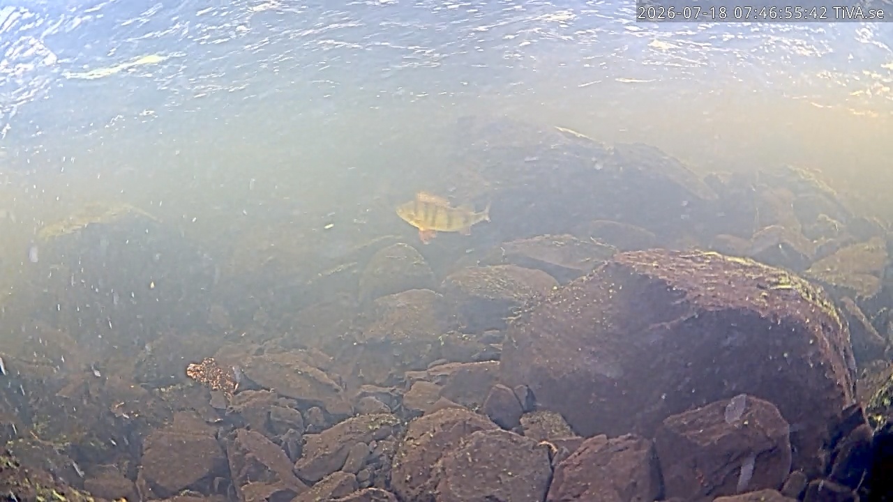 Video 2026-07-18 07:46