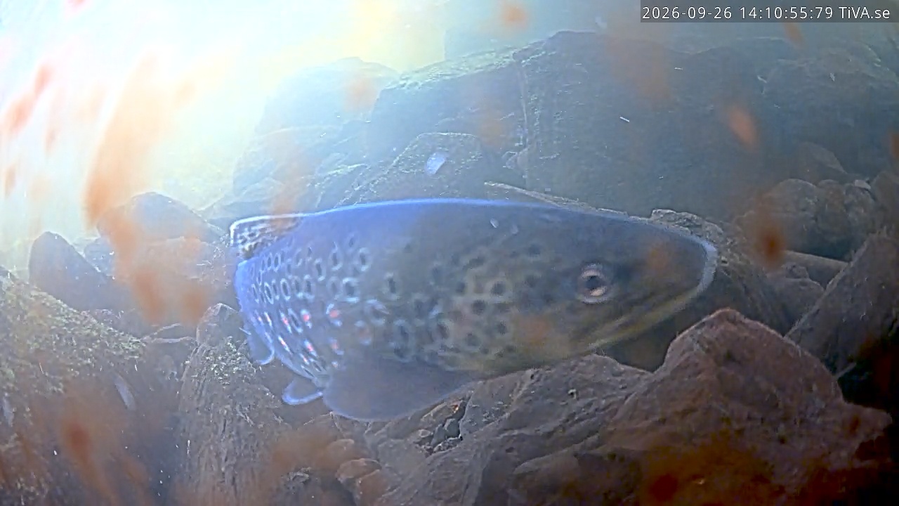 Video 2026-09-26 14:11