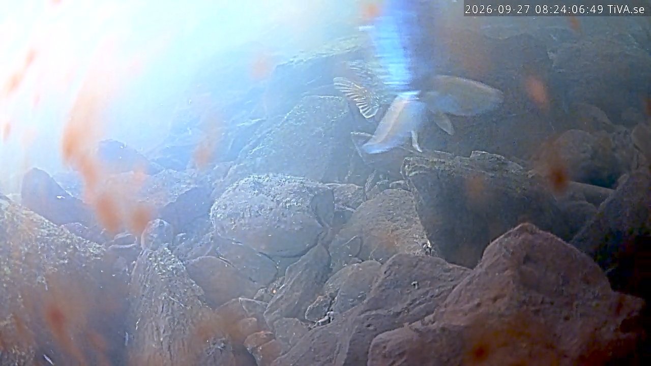 Video 2026-09-27 08:24