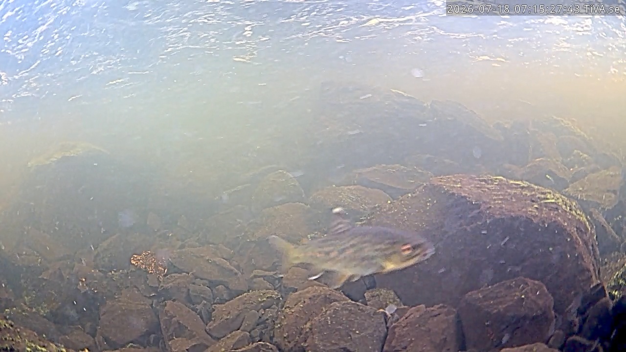 Video 2026-07-18 07:15