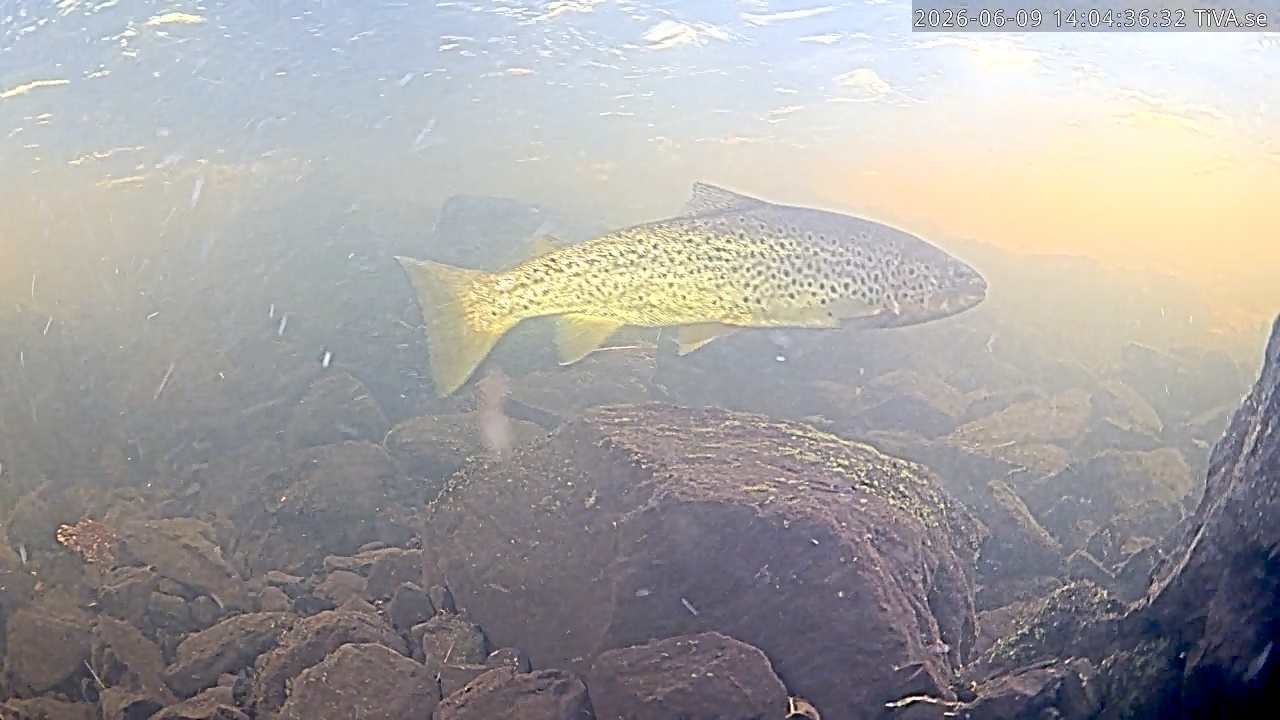 Video 2026-06-09 14:04