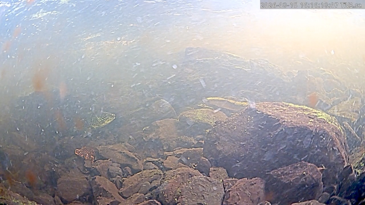 Video 2026-08-15 16:16