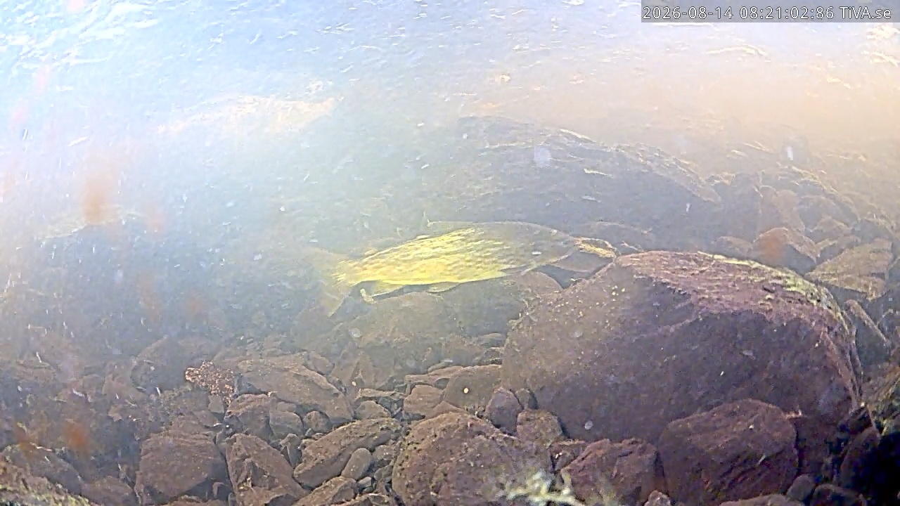 Video 2026-08-14 08:21