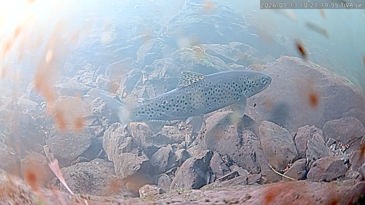 Video 2026-09-13 10:21