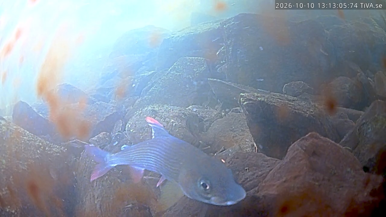 Video 2026-10-10 13:13