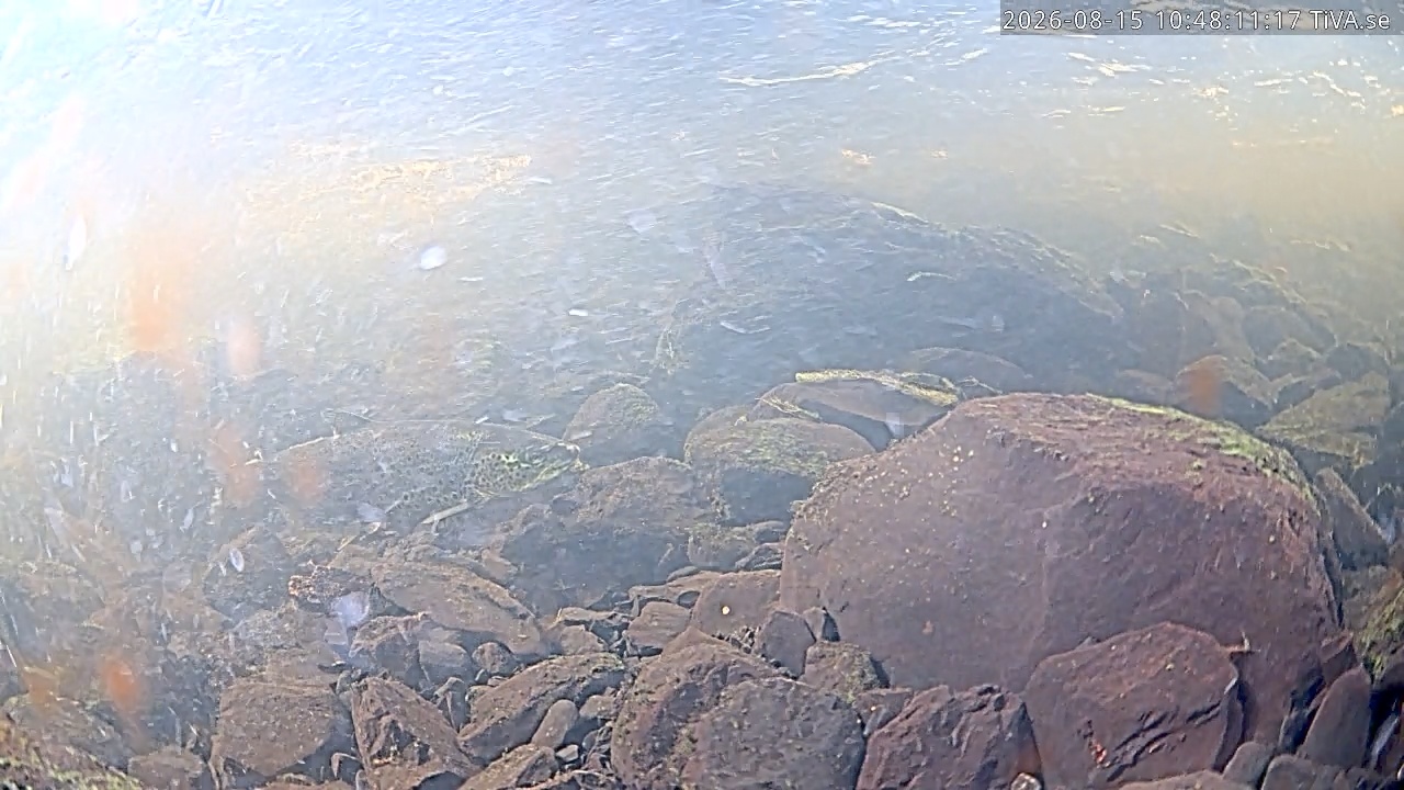 Video 2026-08-15 10:48