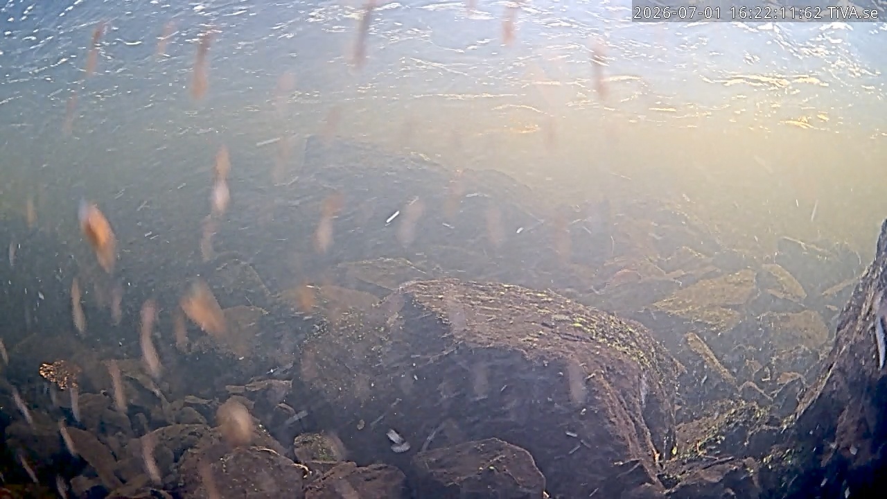 Video 2026-07-01 16:22
