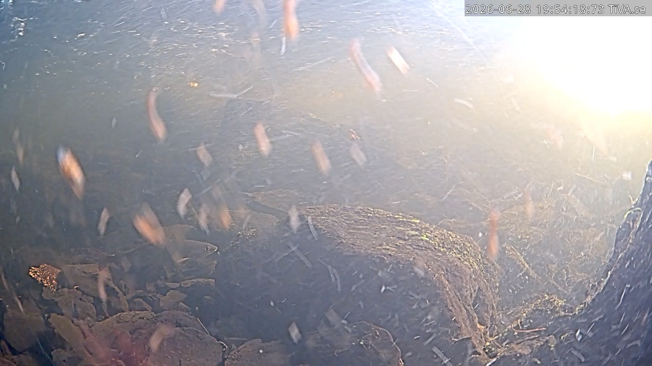 Video 2026-06-28 19:54
