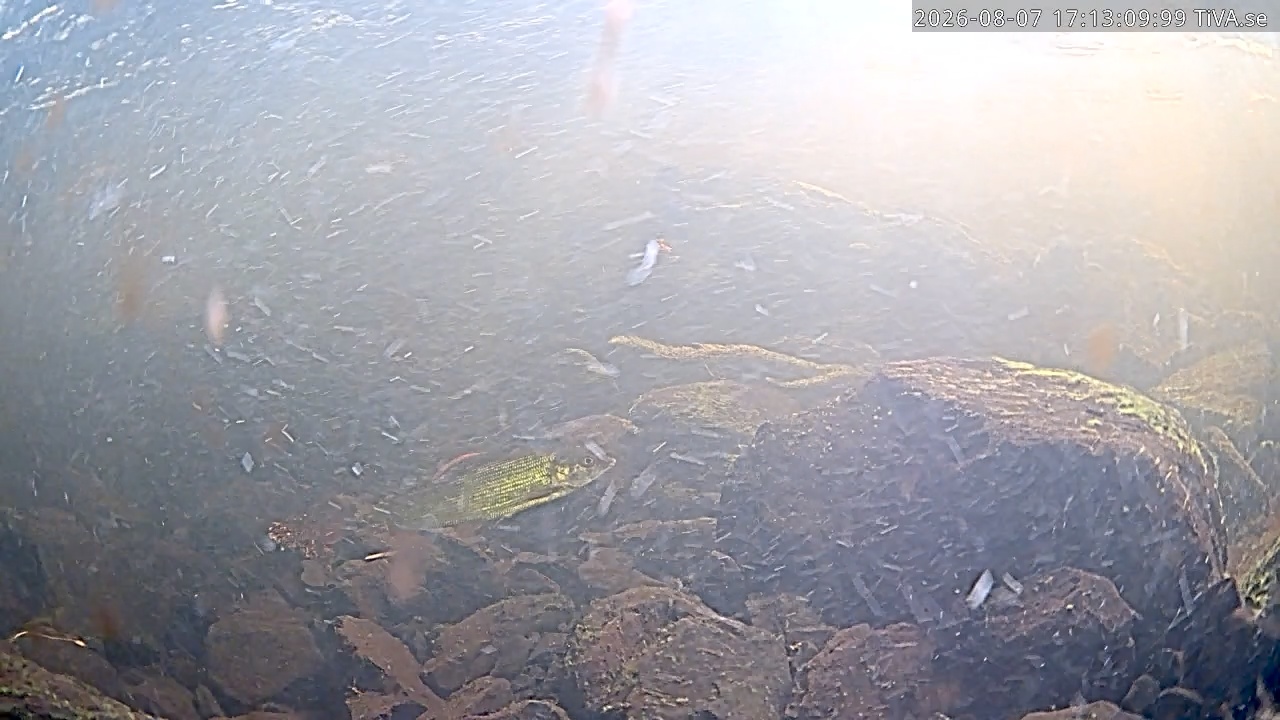 Video 2026-08-07 17:13