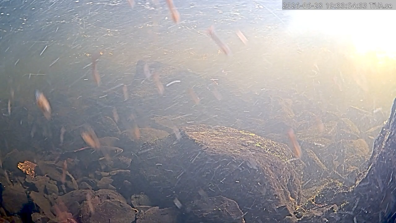 Video 2026-06-28 19:33