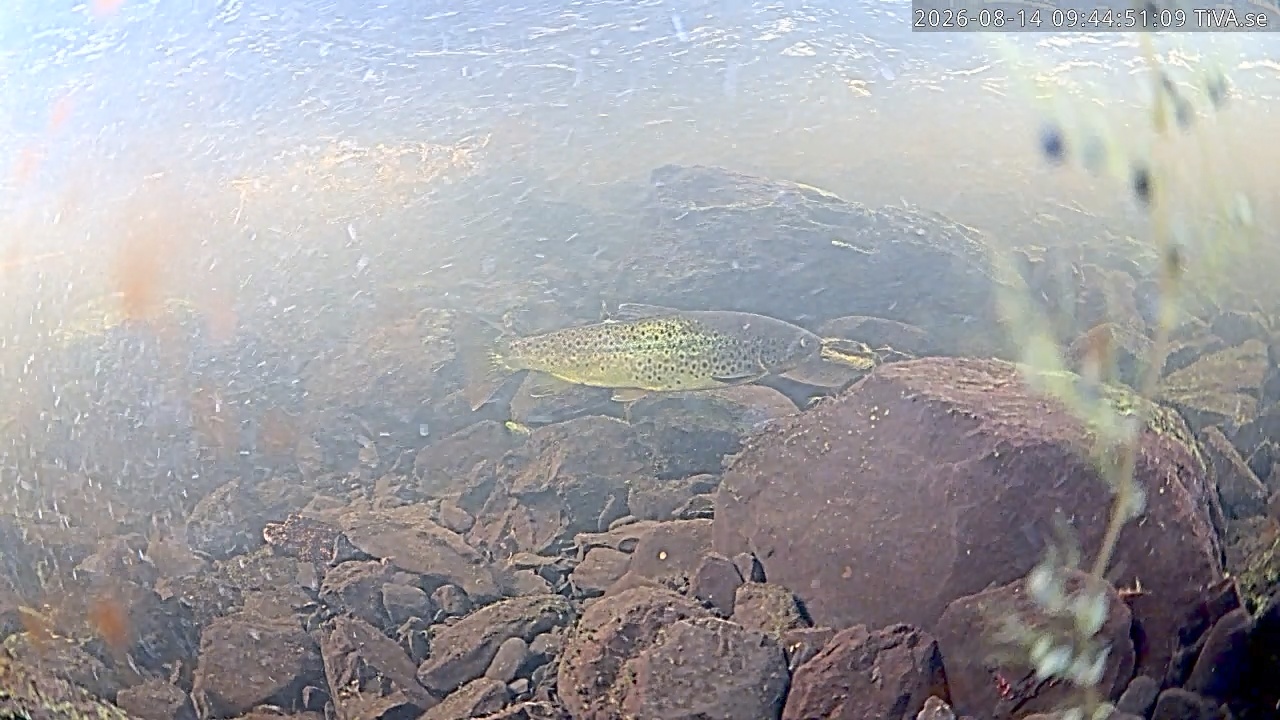 Video 2026-08-14 10:27