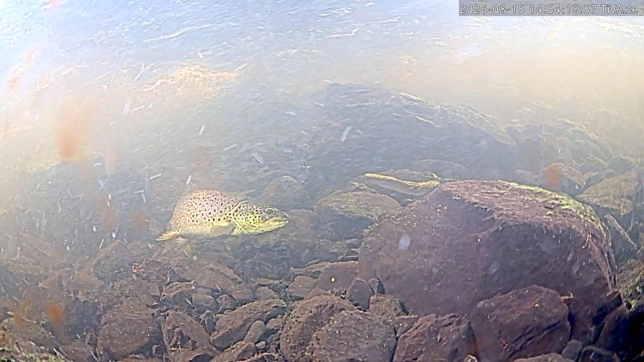 Video 2026-08-15 15:28