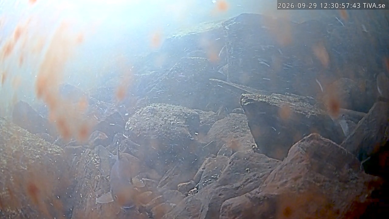 Video 2026-09-29 12:31