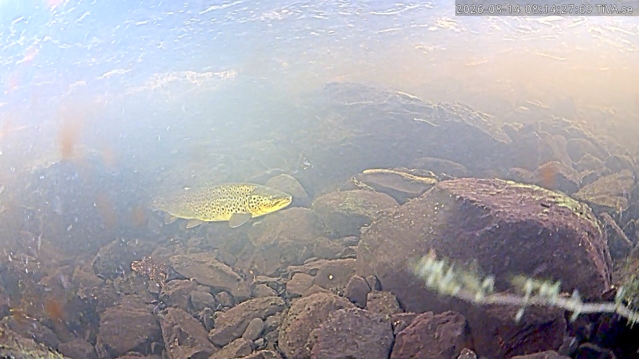 Video 2026-08-14 08:16