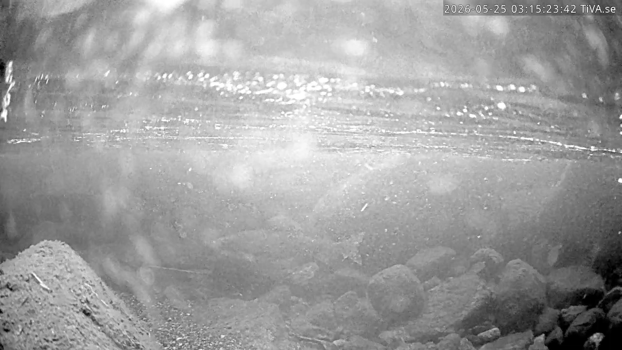 Video 2026-05-25 03:15