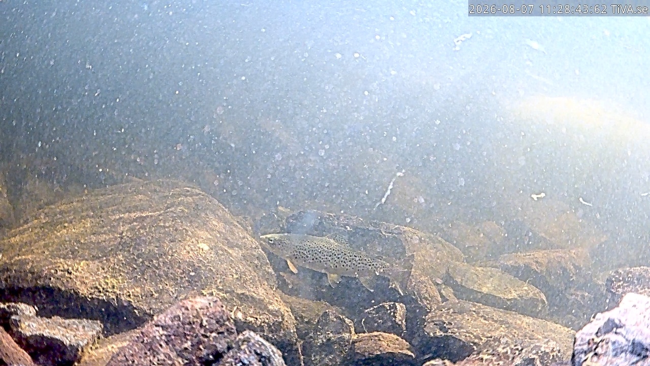 Video 2026-08-07 11:28