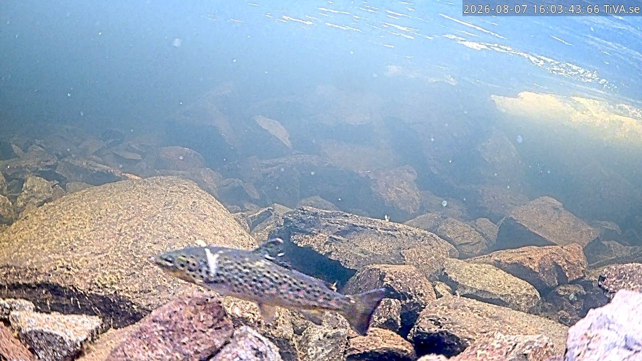 Video 2026-08-07 16:03