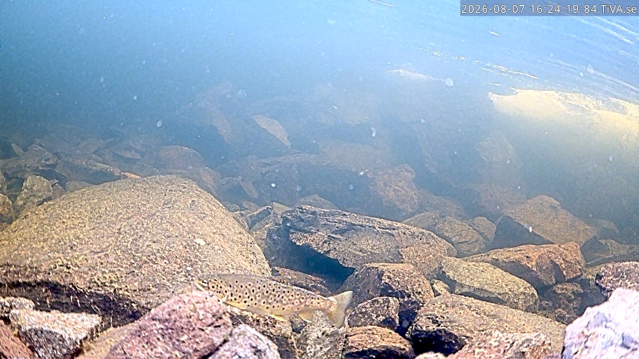Video 2026-08-07 16:24