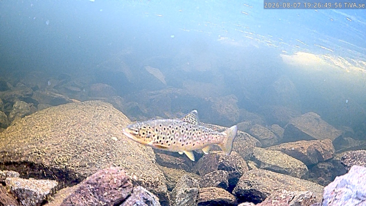 Video 2026-08-07 19:26