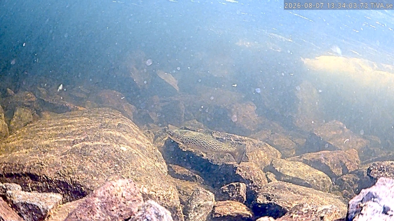 Video 2026-08-07 13:34