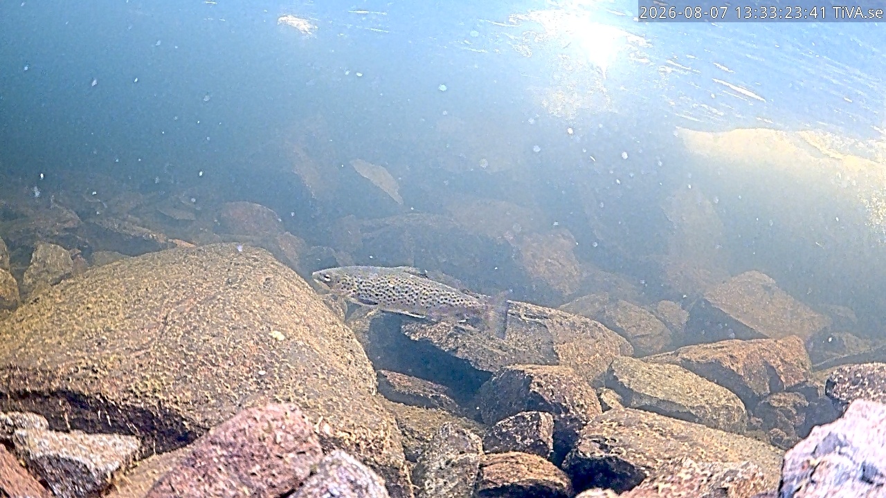 Video 2026-08-07 13:33