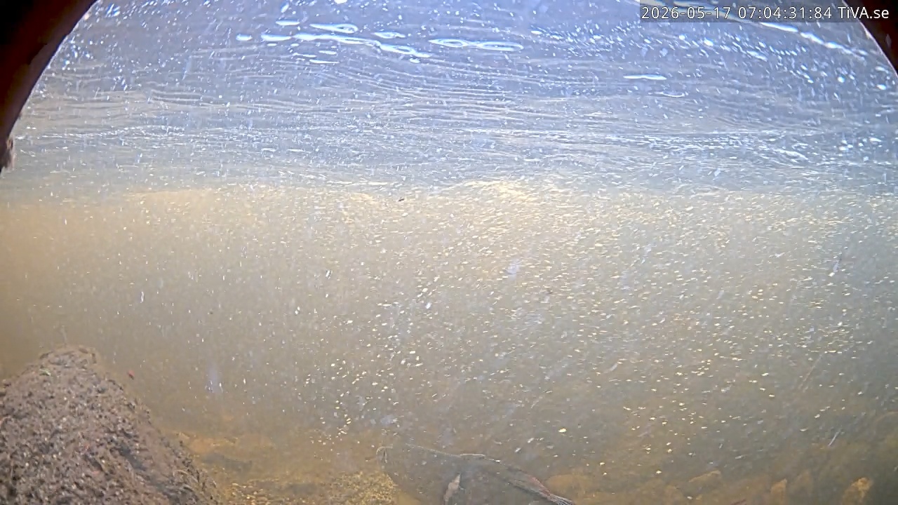 Video 2026-05-17 07:04