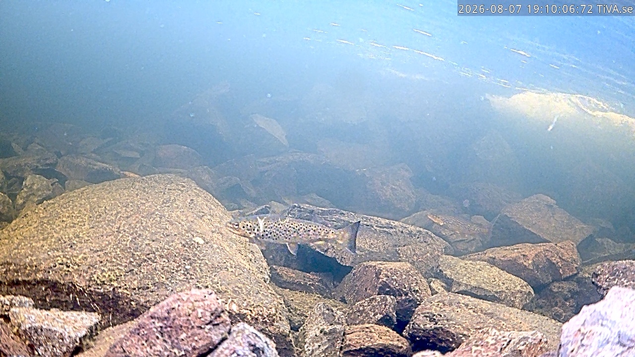 Video 2026-08-07 19:10