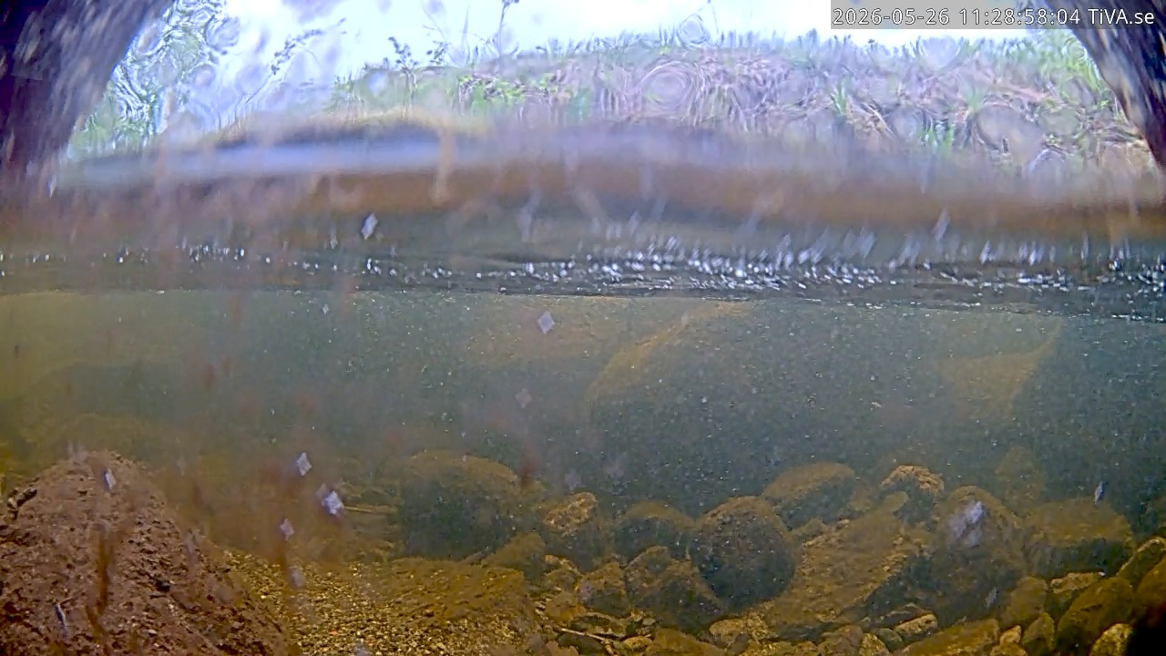 Video 2026-05-26 11:29