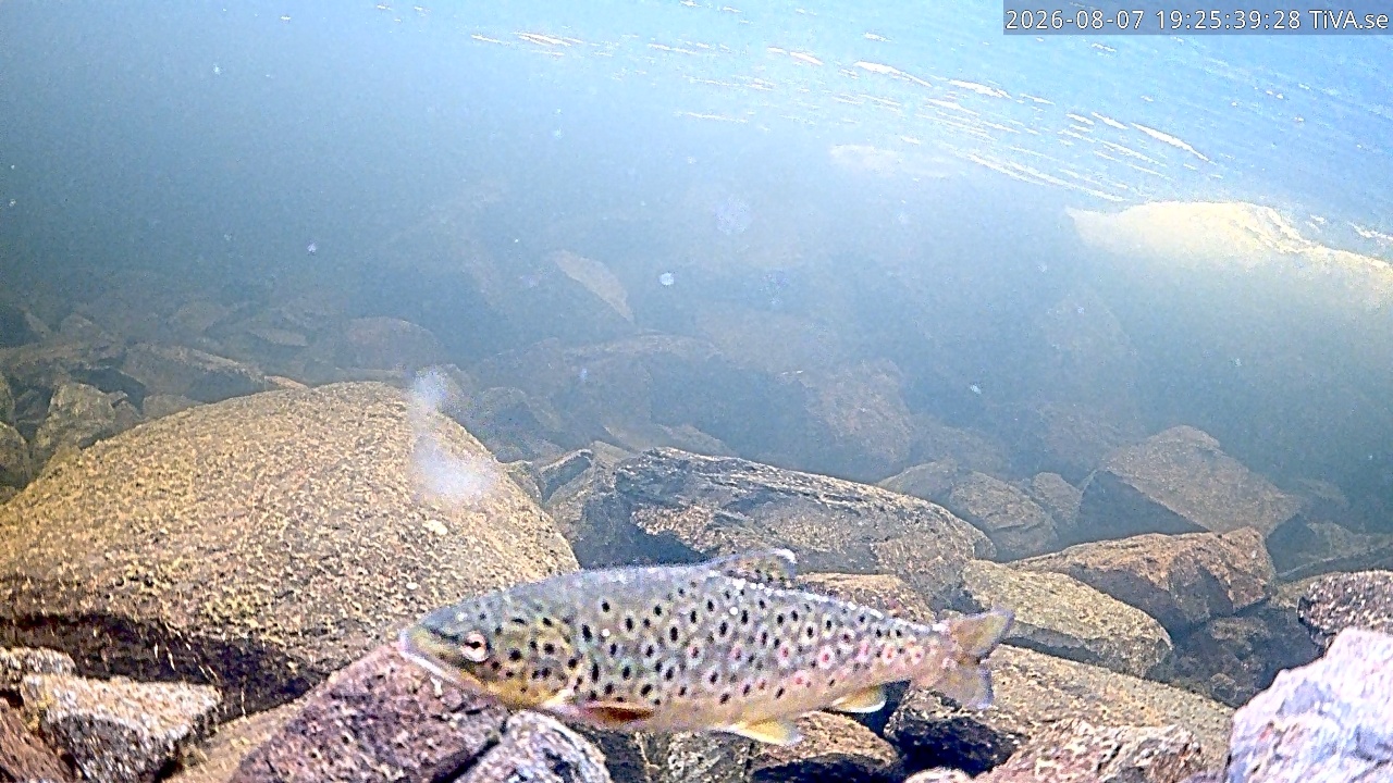 Video 2026-08-07 19:25