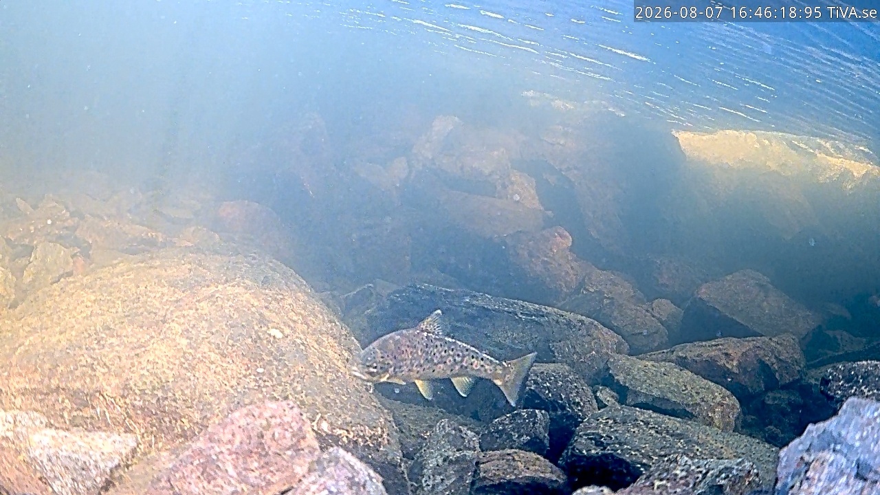 Video 2026-08-07 16:46