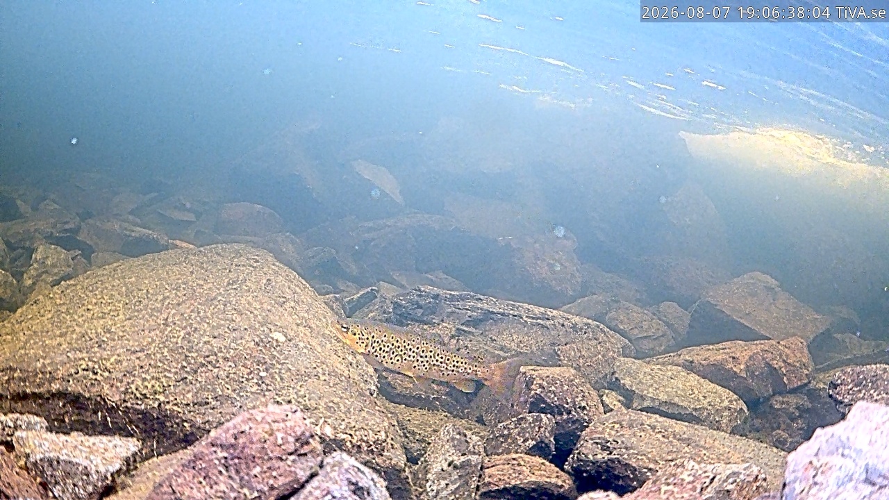 Video 2026-08-07 19:06