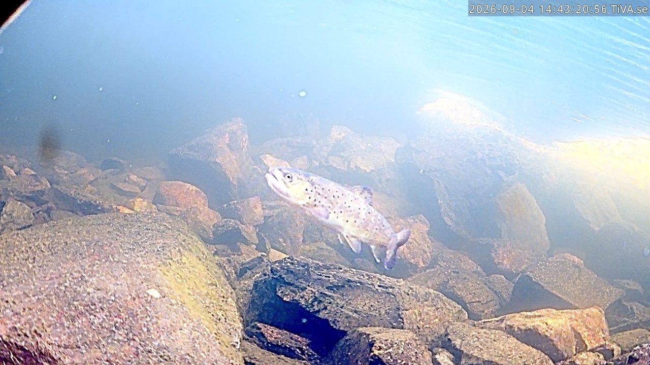 Video 2026-09-04 14:43