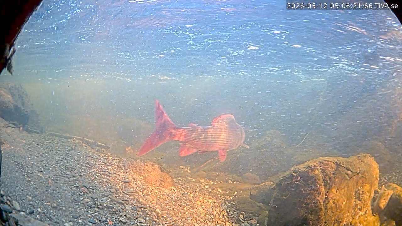 Video 2026-05-12 05:06