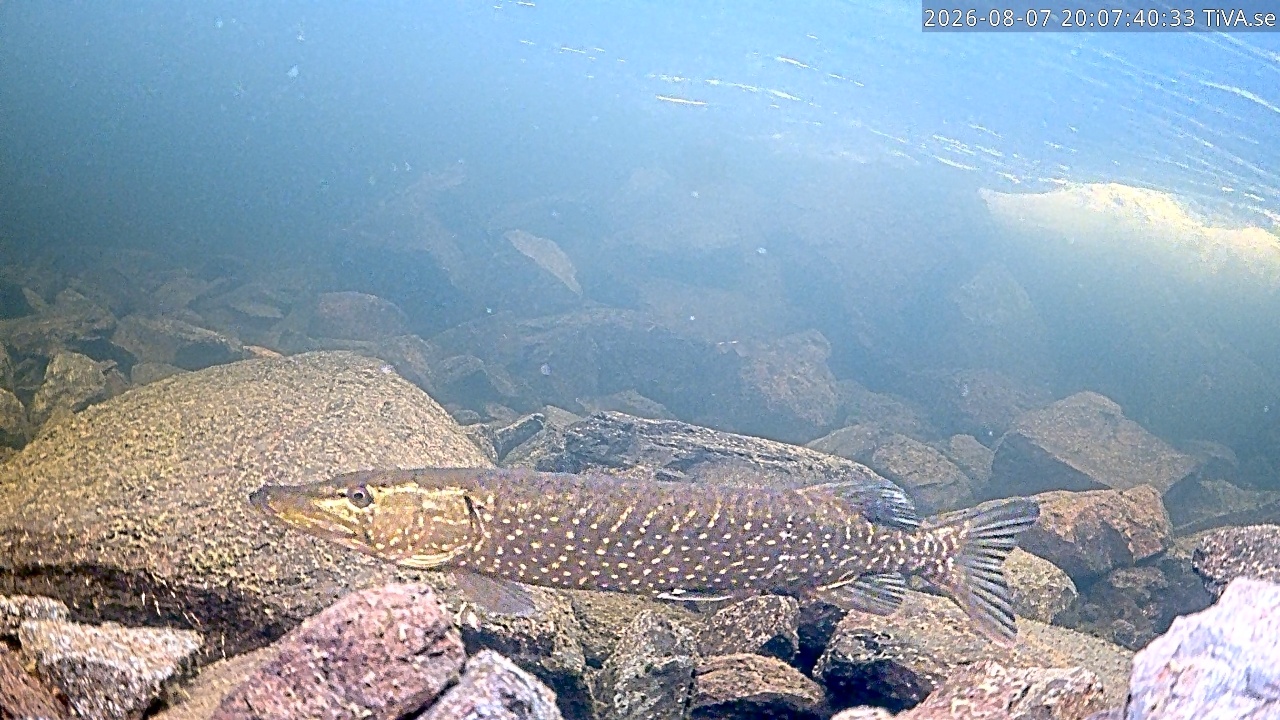 Video 2026-08-07 20:07