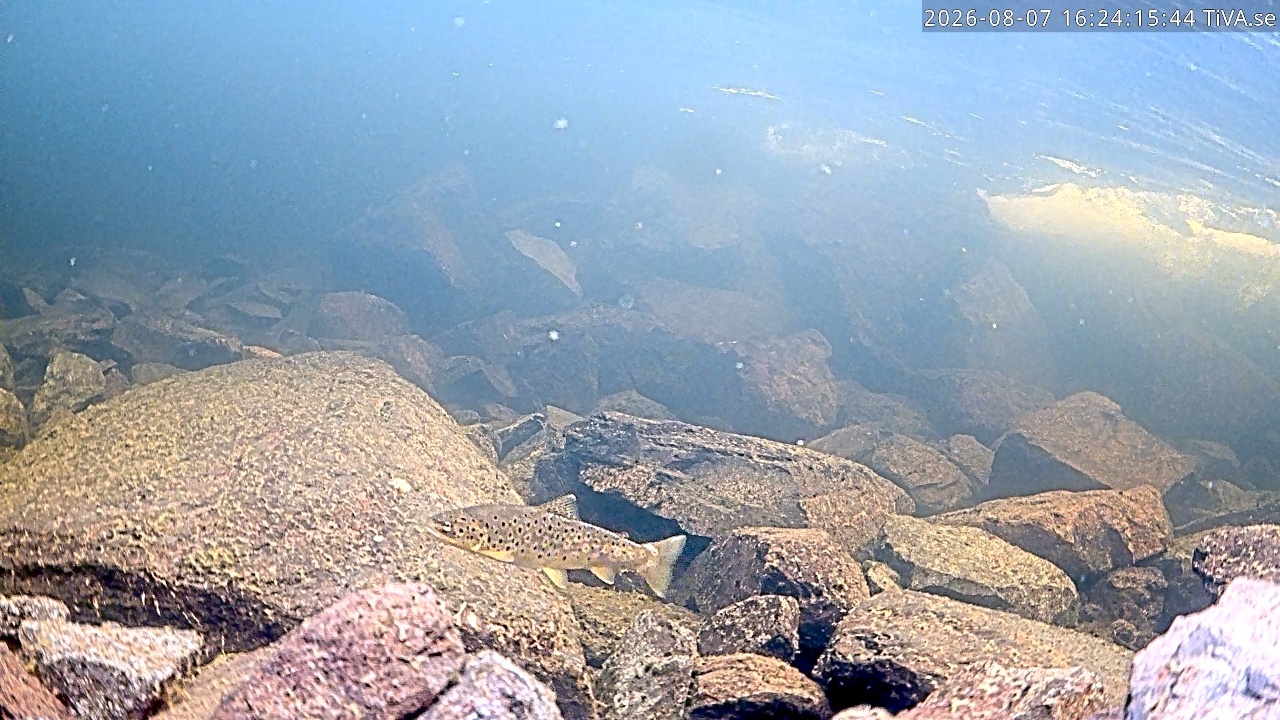 Video 2026-08-07 16:24