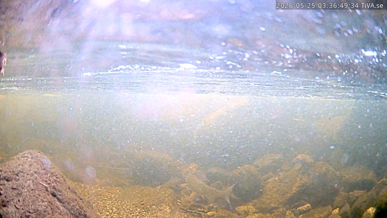 Video 2026-05-25 03:36