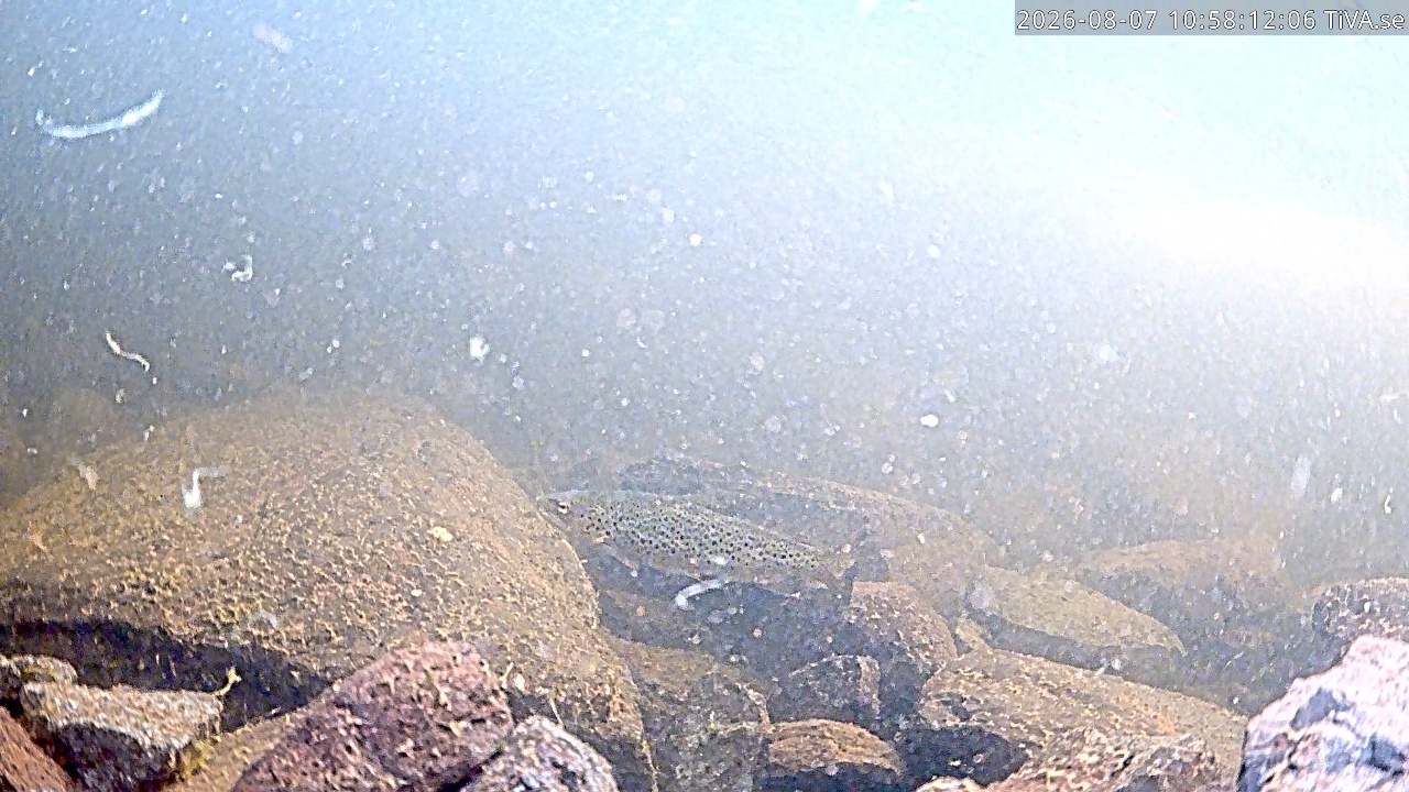 Video 2026-08-07 10:58