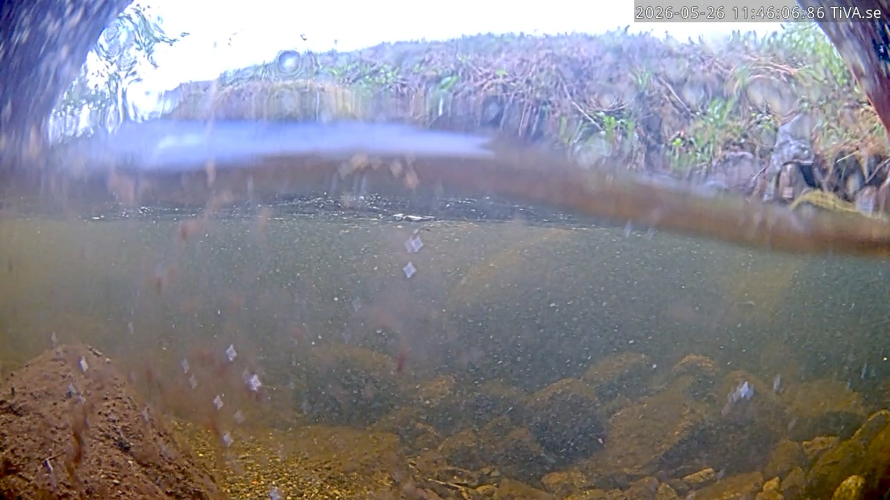 Video 2026-05-26 11:46