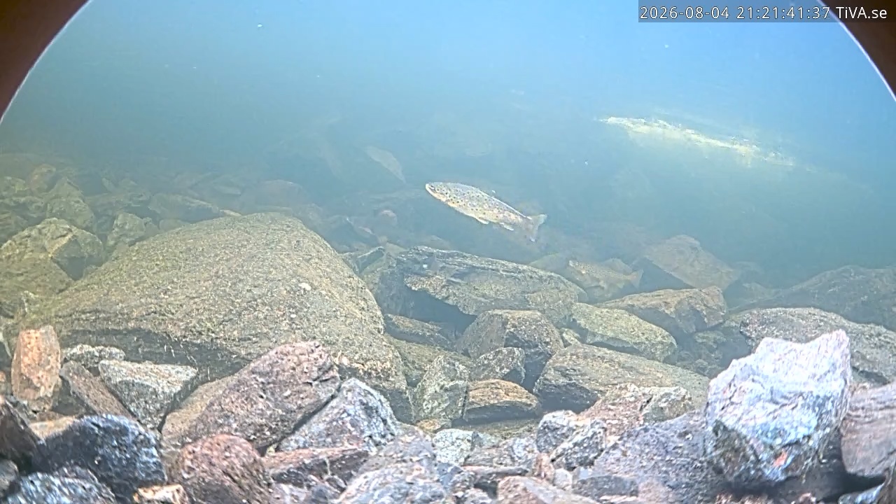 Video 2026-08-04 21:21