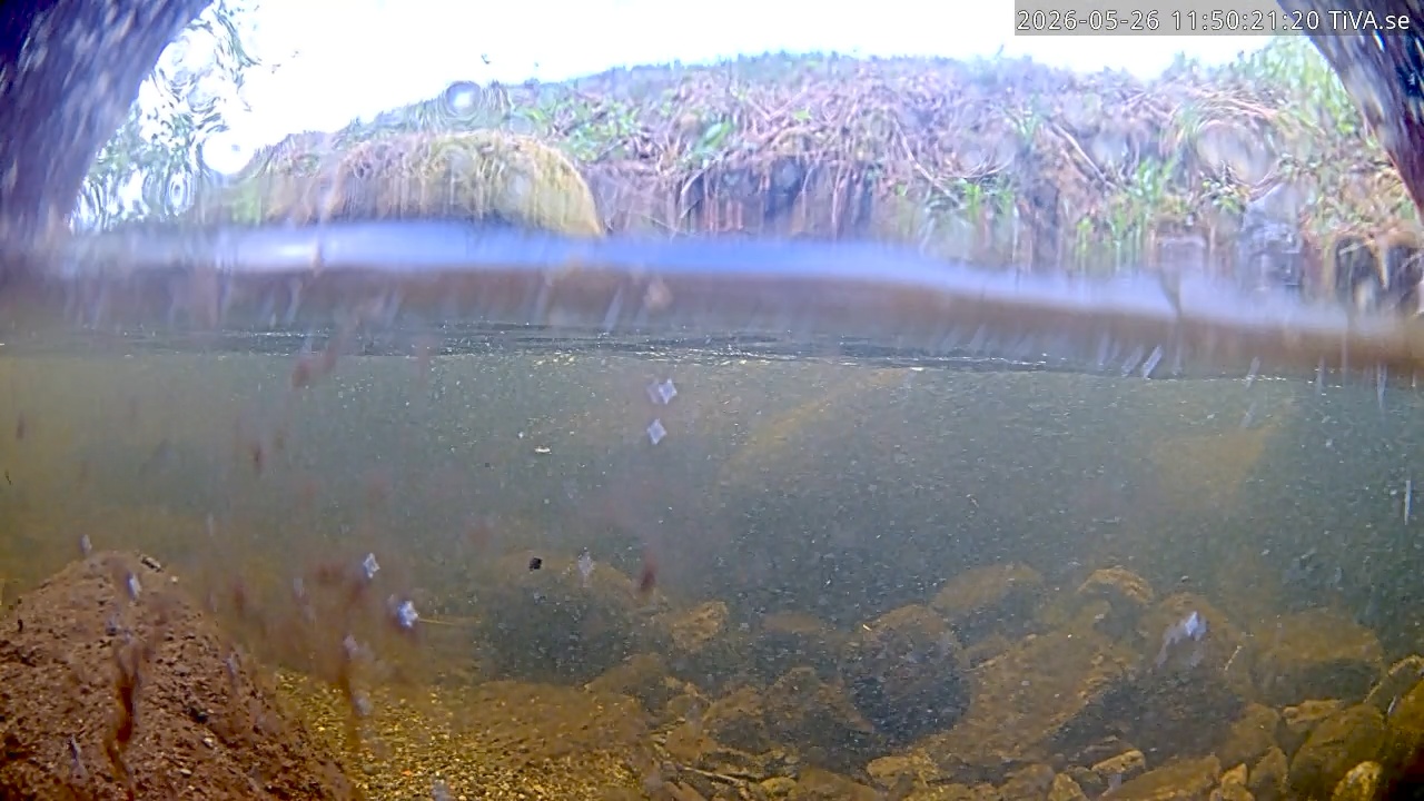 Video 2026-05-26 11:50