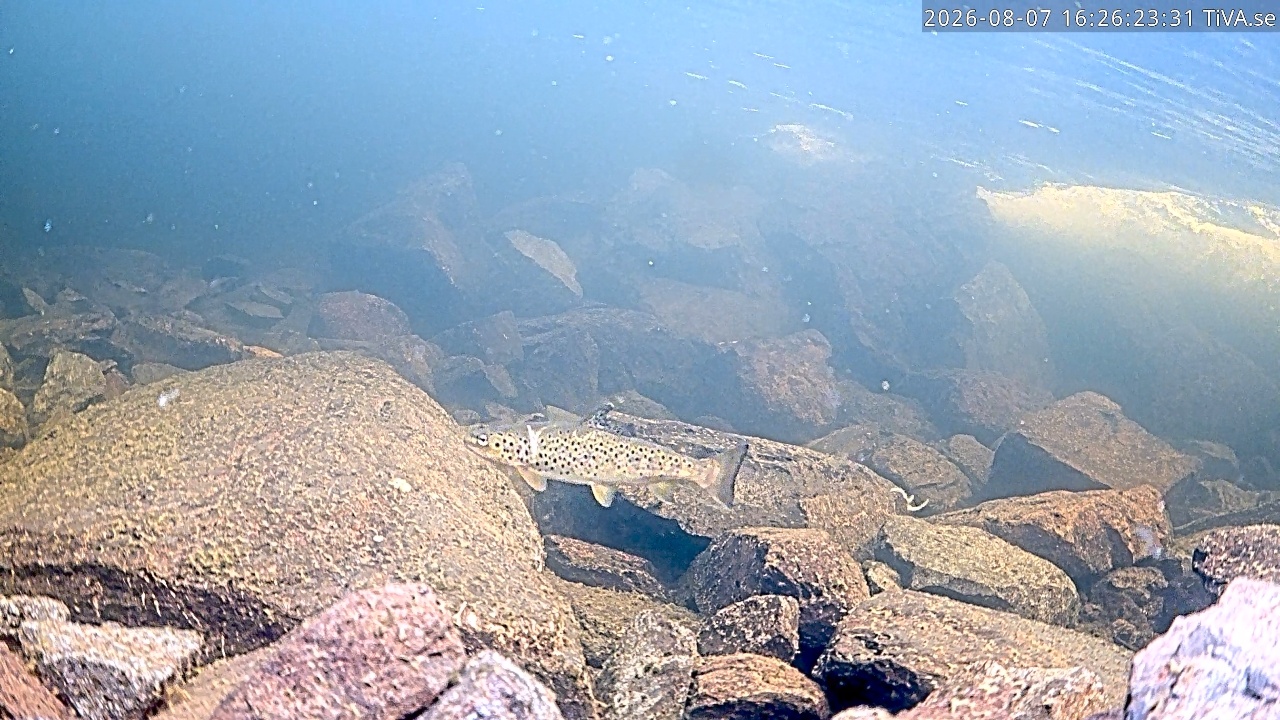 Video 2026-08-07 16:26