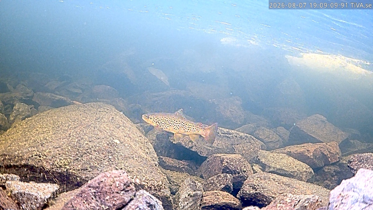 Video 2026-08-07 19:09