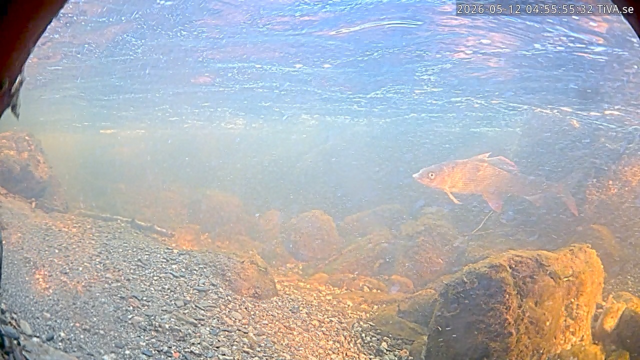 Video 2026-05-12 04:56