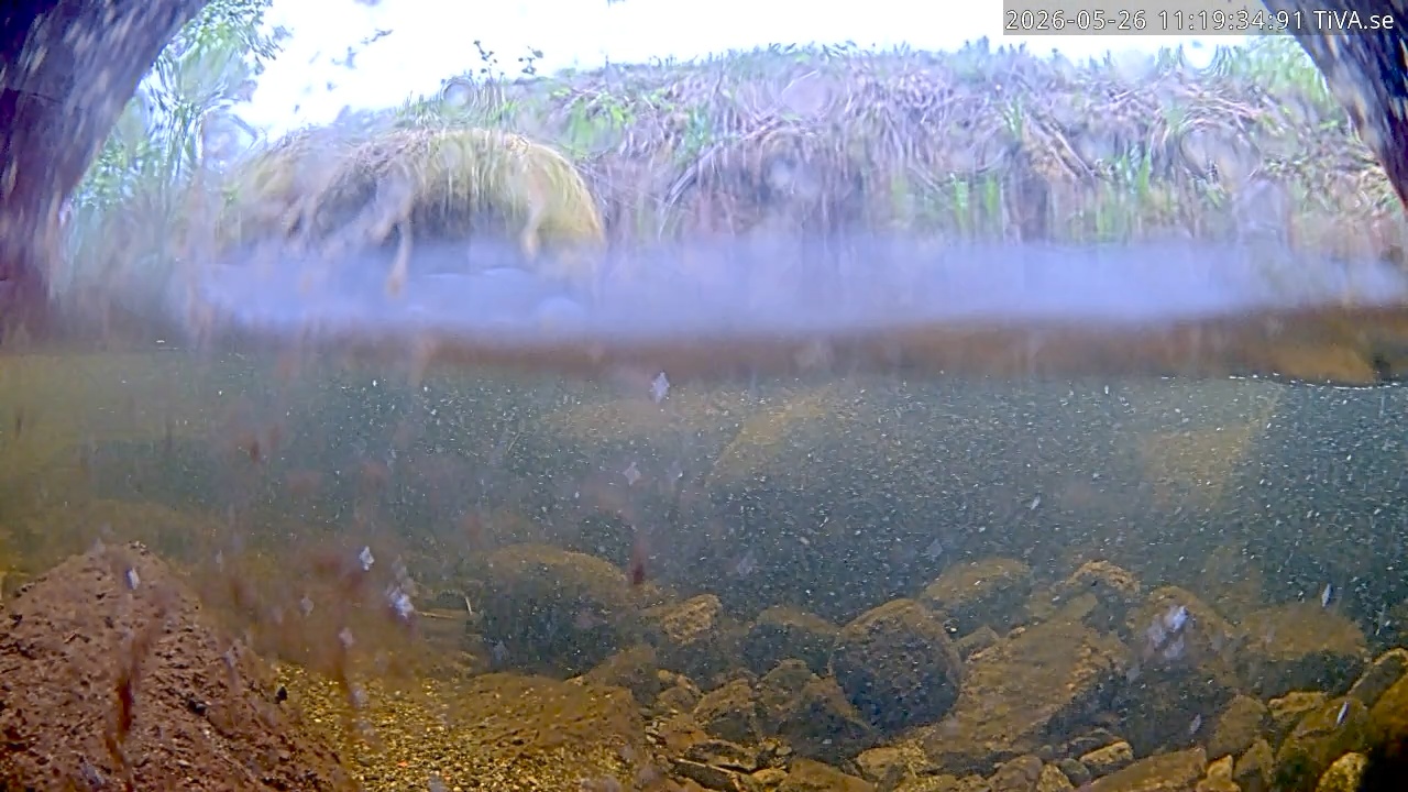 Video 2026-05-26 11:21