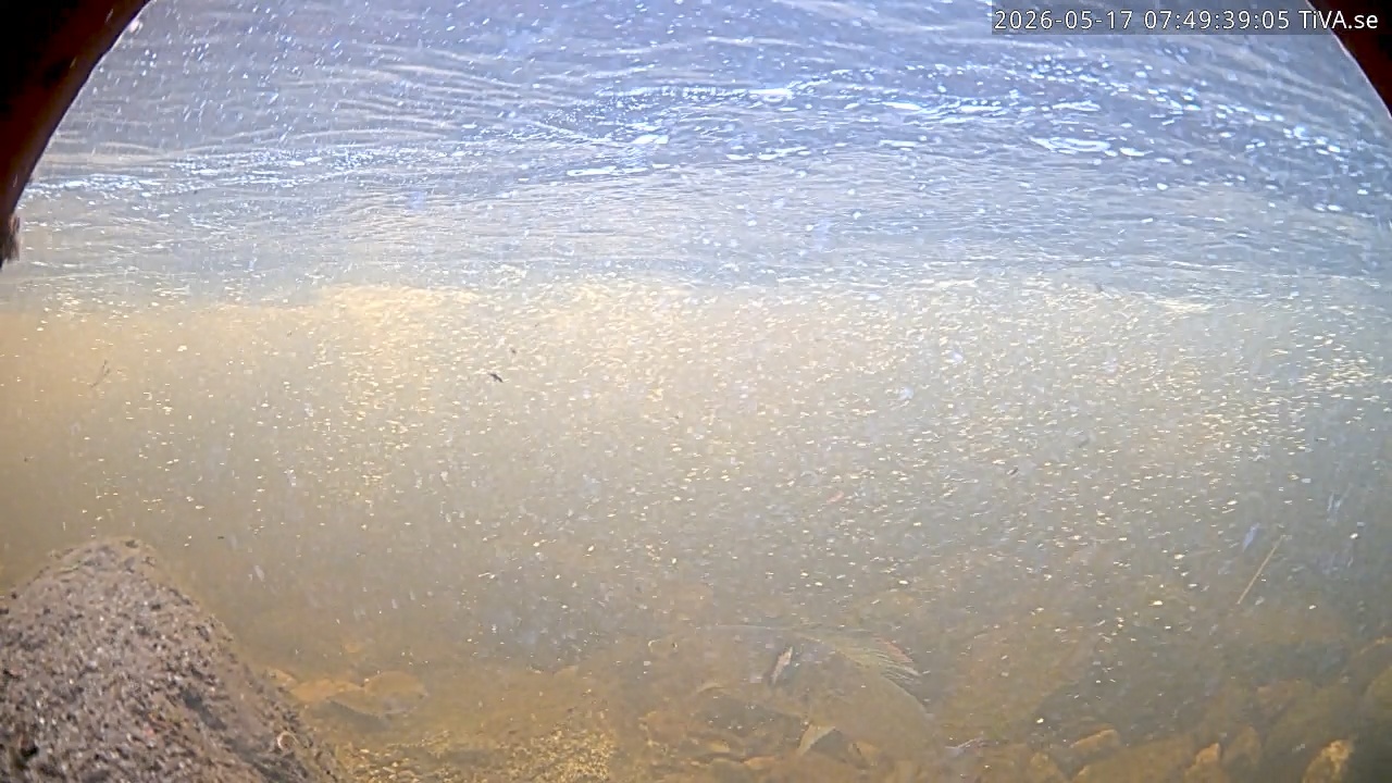 Video 2026-05-17 07:49