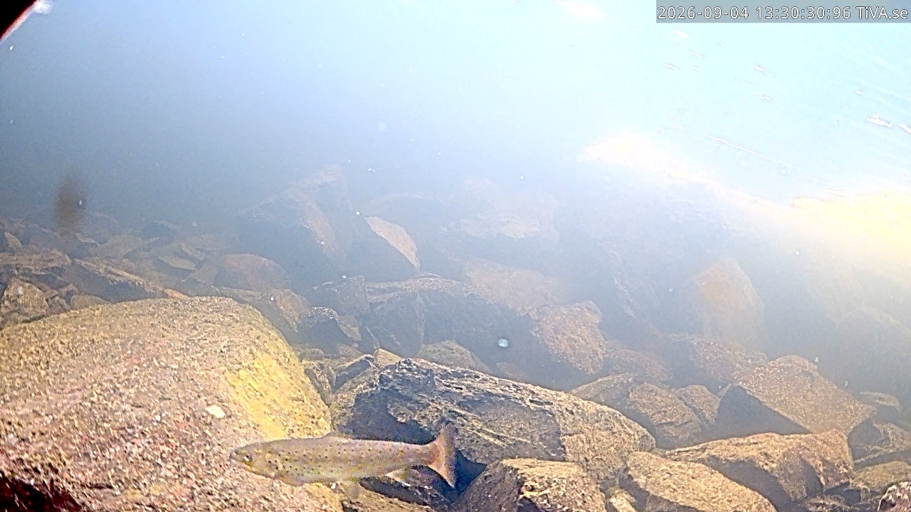 Video 2026-09-04 13:30