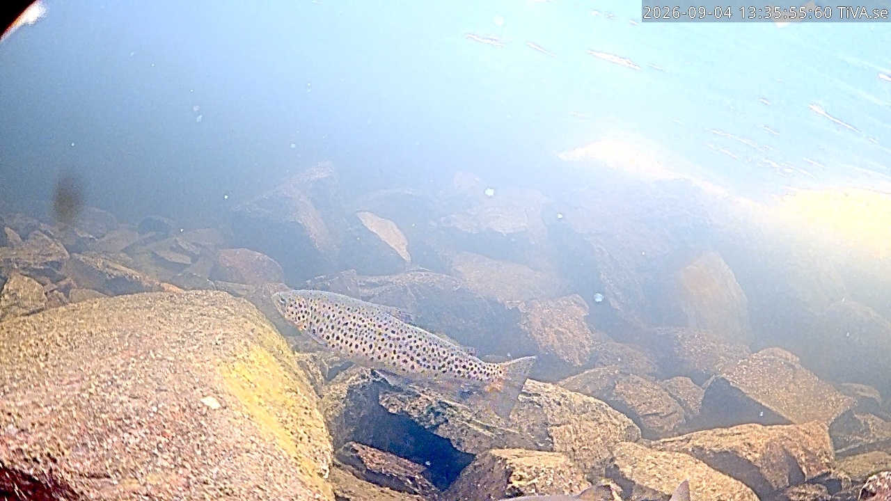 Video 2026-09-04 13:36