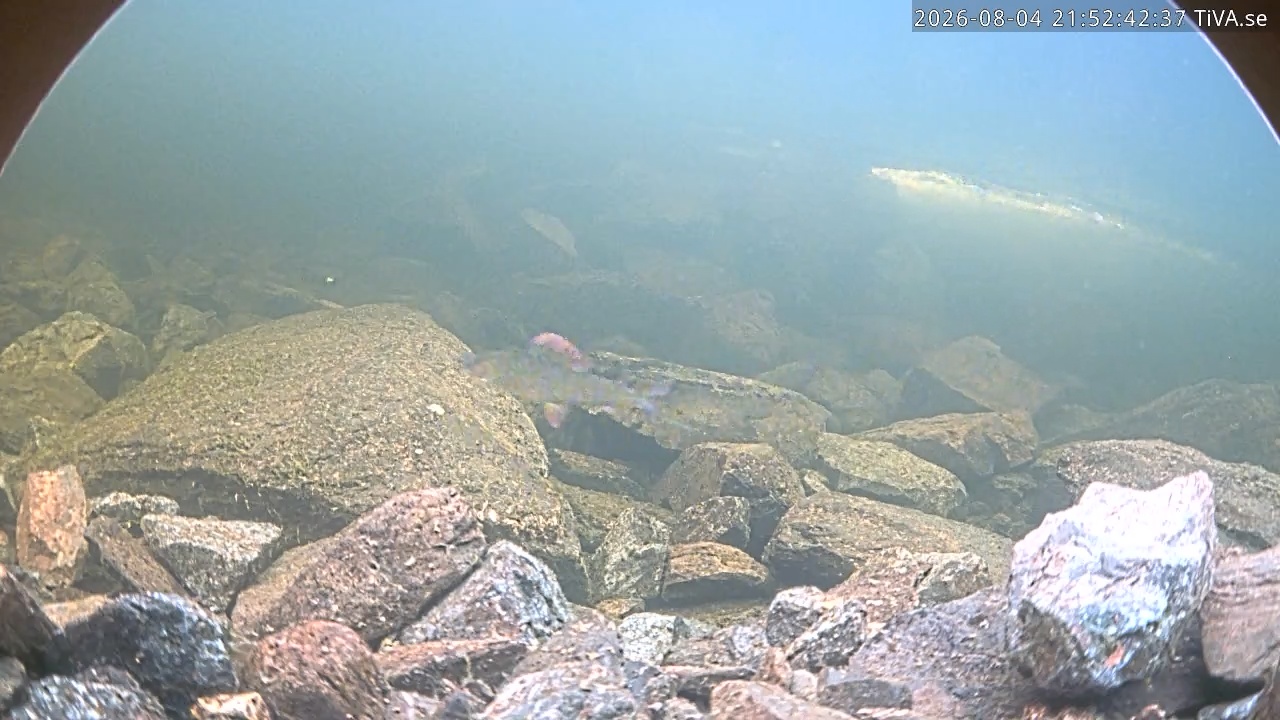Video 2026-08-04 21:52