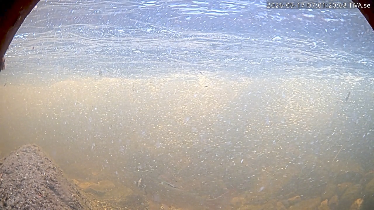 Video 2026-05-17 07:01